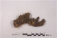 藏品(牧野細指蘚)的圖片